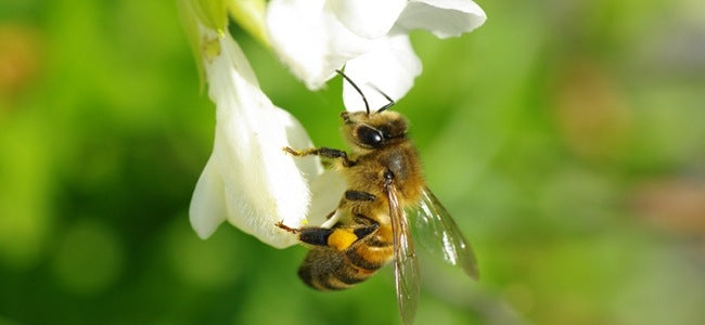 Miel de Fleurs (All Flowers Raw Honey)