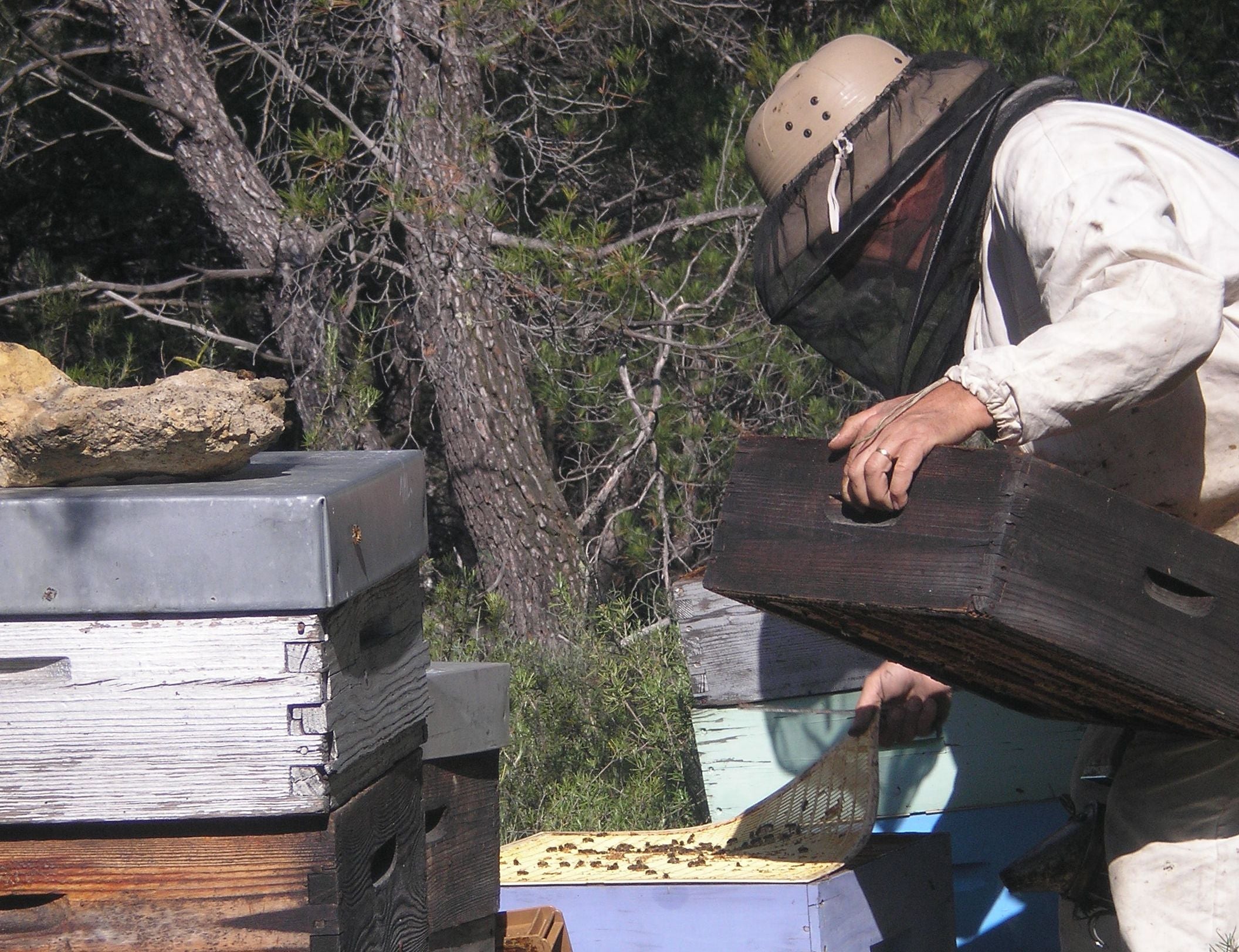 Honey Hamper Provence