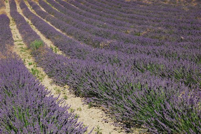 Lavender Essential Oil from Provence 10ml Certified Organic
