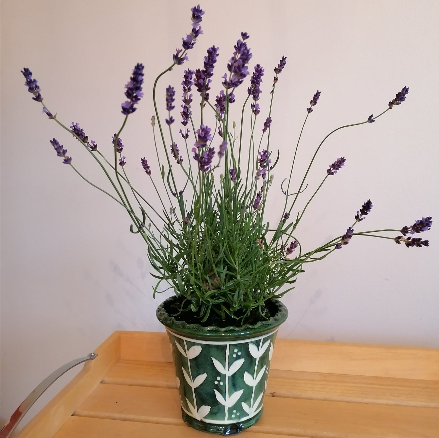 Provence Handmade Utensil Holder/Plant Pot